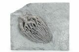 Fossil Crinoid (Cyathocrinites) - Crawfordsville, Indiana #358055-1